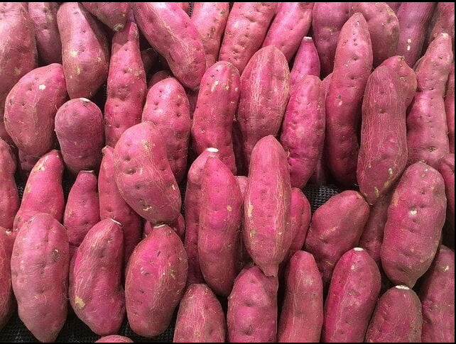 Baisse de production de la patate : Le sel grignote les terres du lac de Guiers