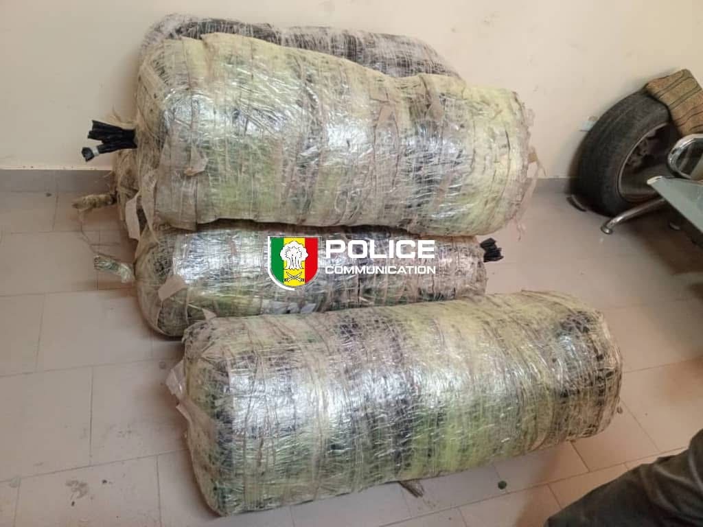 Saisie de 134,4 kg de chanvre indien par la BRS de Mbour, au village de Ndioukh Fissel