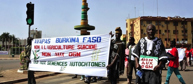 OGM : bientôt un boulevard en Afrique de l’Ouest ?