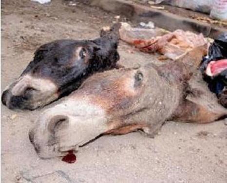 Insécurité alimentaire : De la viande d’âne en circulation à Dakar