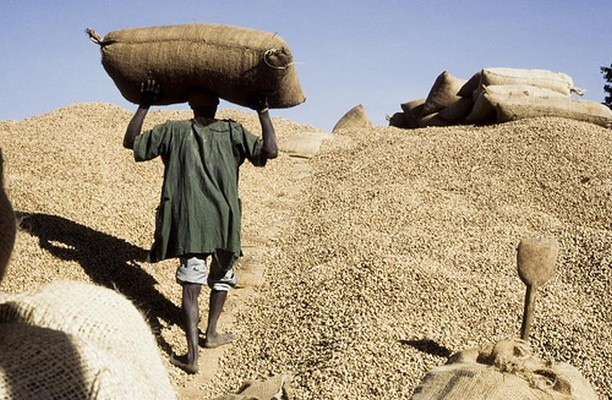 Production nationale d’arachides : C'est toujours la guerre des chiffres entre le Gouvernement et les huiliers