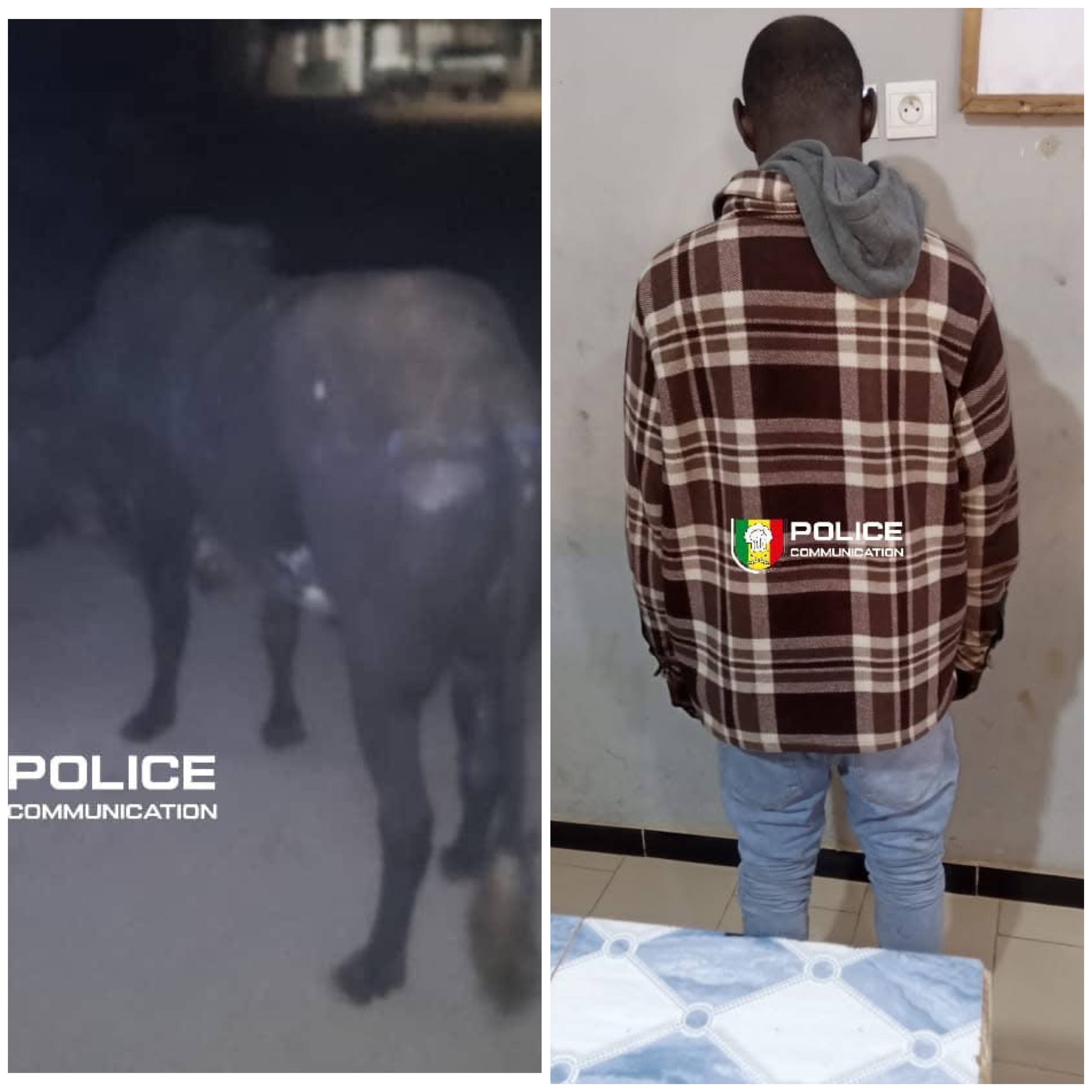 Démantèlement d’une bande de voleurs de bétail et saisie de carcasses à Diamaguène Sicap Mbao