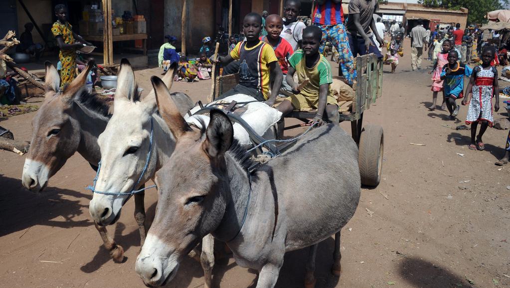 Des ânes conduits par des enfants au Mali, en 2013.