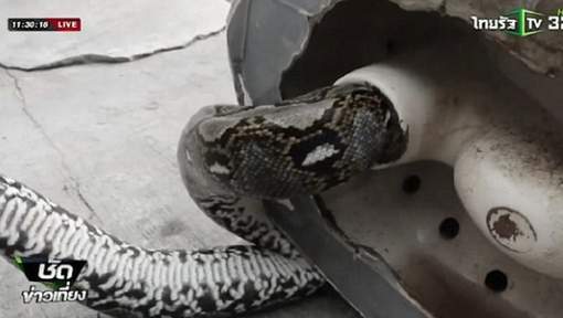 Aux toilettes, il se fait mordre le sexe par un python de trois mètres