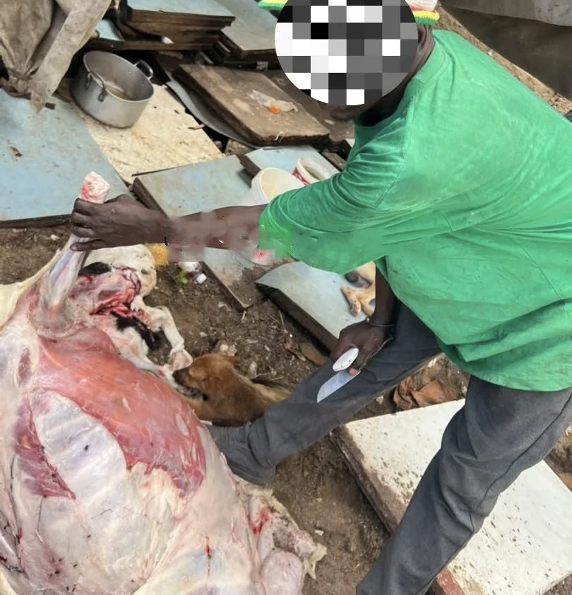 Guédiawaye : interpellation d’un individu après une tentative de cuisiner un chien