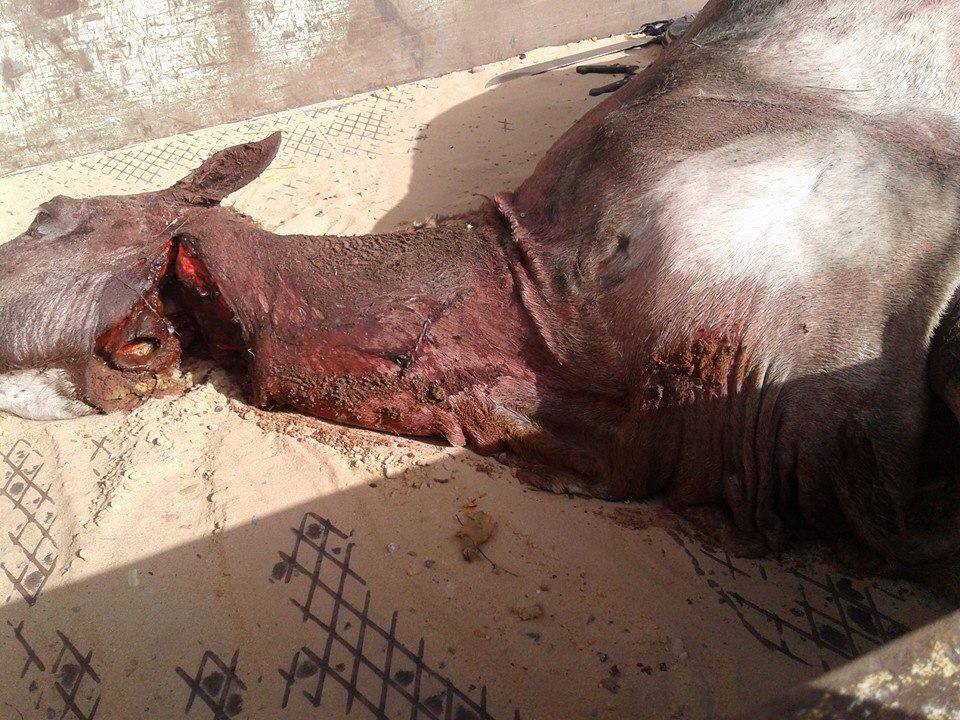 Photos: les images du cheval tué et en cours de dépeçage...au Technopole 