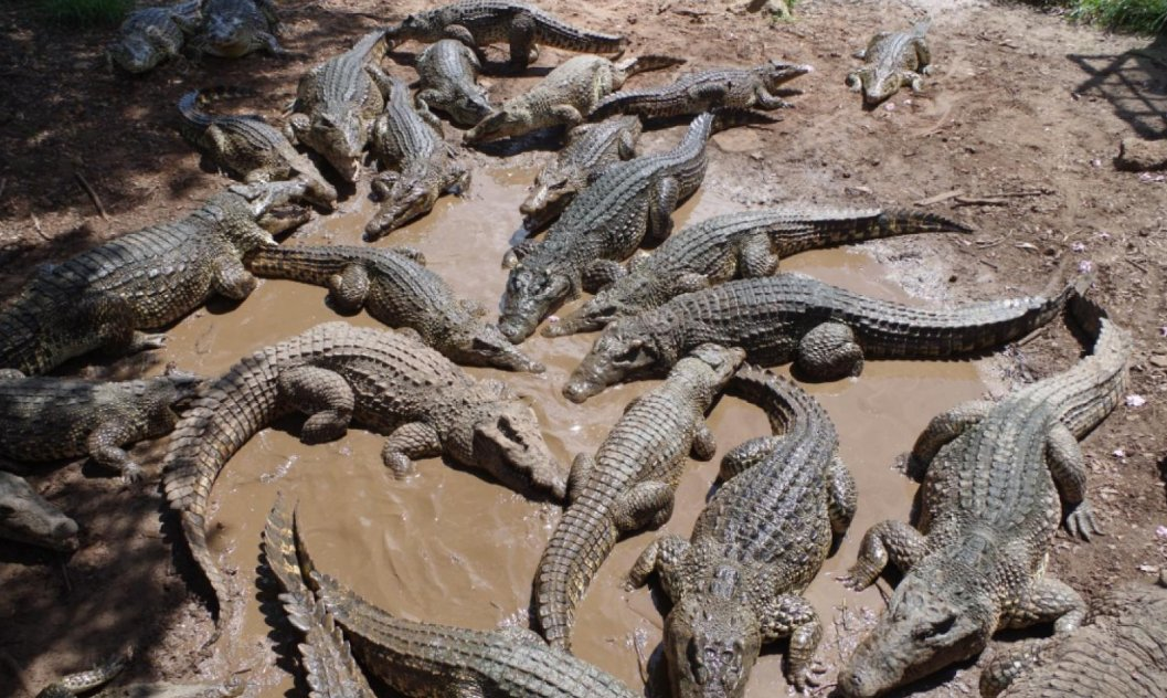 Inde : des serpents et crocodiles envisagés pour freiner l’immigration clandestine