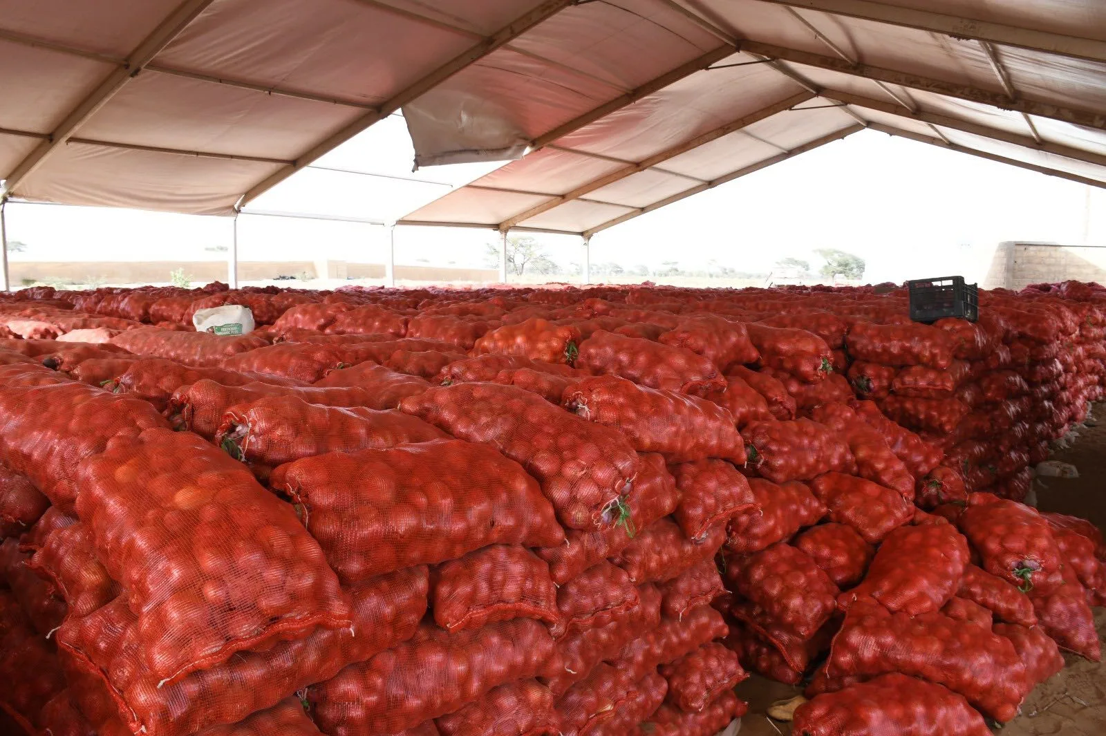 Régulation du marché de l’oignon : Le Sénégal suspend les ventes des agro-business pour protéger les petits producteurs