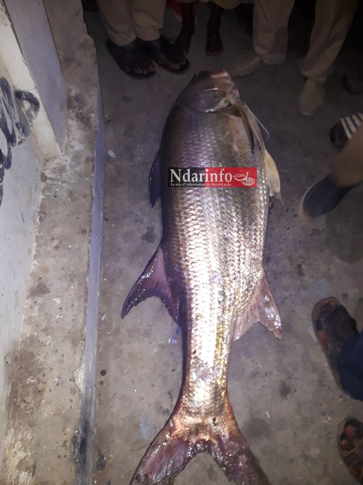 Saint-Louis : Un étrange poisson de 50 kg pêché au niveau du pont Faidherbe. Regardez