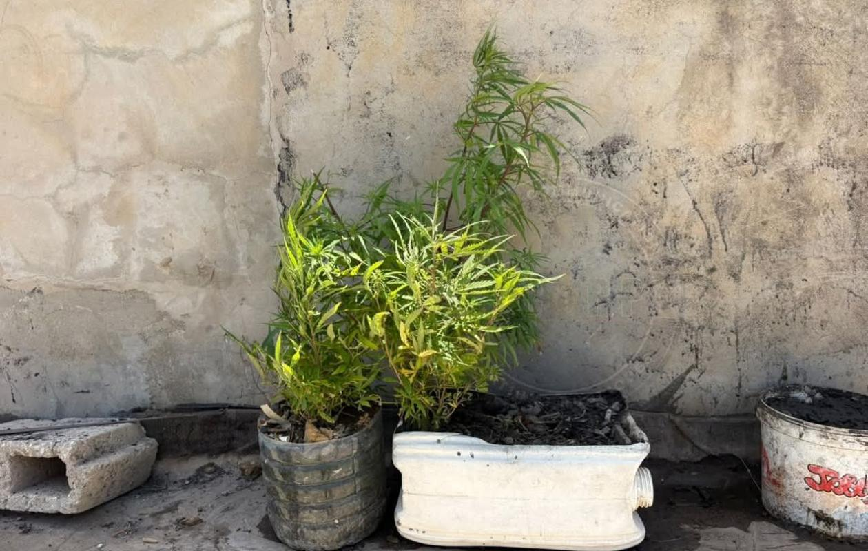 Trafic de drogue à Dakar : un cultivateur à domicile arrêté par la Gendarmerie à Grand-Yoff