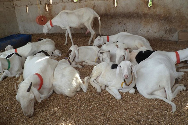 Ndiassane : une bande armée vole 28 moutons de race, les éleveurs sous pression