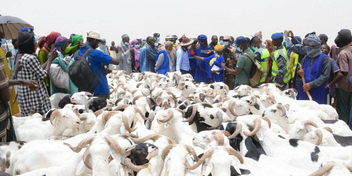 Tabaski 2026 : le Sénégal et le Mali renforcent leur coopération pour l’approvisionnement en moutons