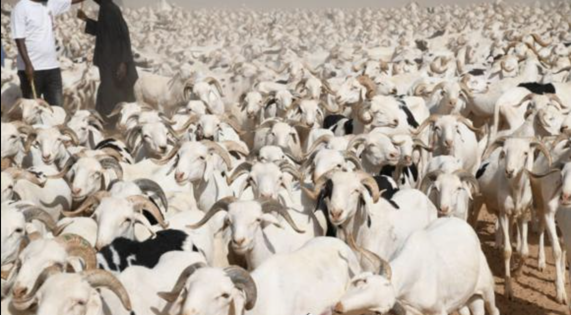 Tabaski 2026 : l’État renforce son dispositif pour sécuriser l’approvisionnement en moutons Tabaski 2026 : l’État renforce son dispositif pour sécuriser l’approvisionnement en moutons
