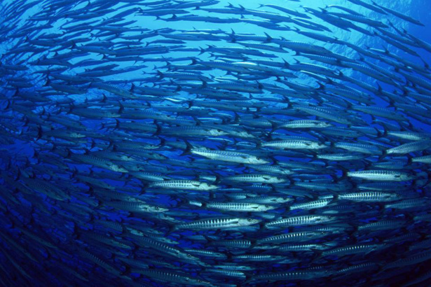 Journée mondiale des océans : L'ONU demande aux Etats de s'engager à les protéger