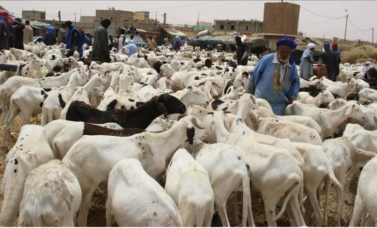 Moutons rares, prix en hausse : la crise malienne s’invite à la Tabaski des Sénégalais