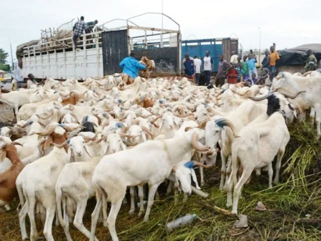 Dahra Djoloff : deux présumés voleurs de bétail arrêtés avec 24 moutons