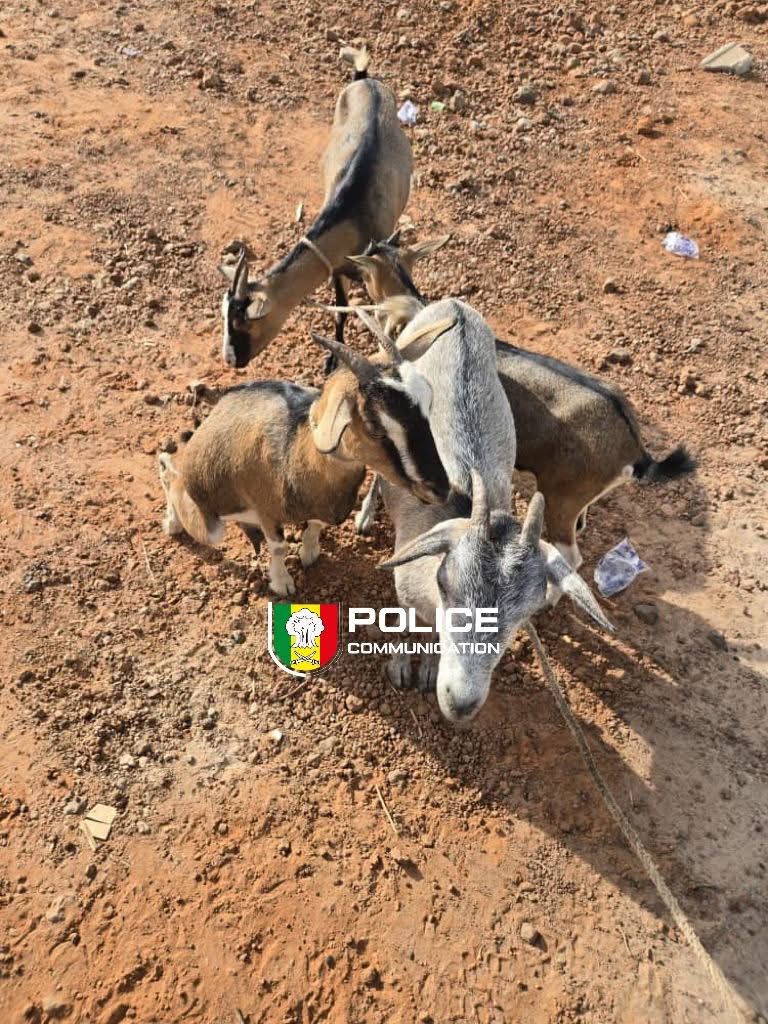Vol de bétail à Nioro : un suspect interpellé après plusieurs jours de cavale