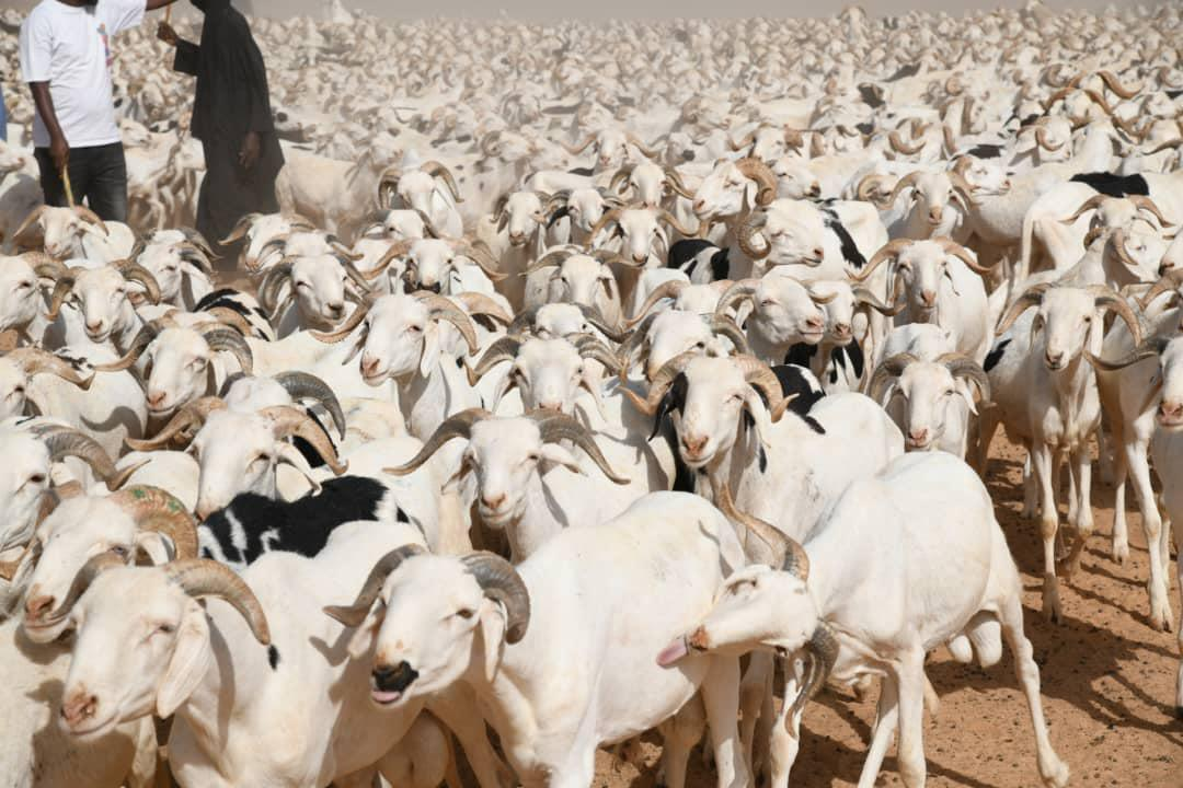 Tabaski 2026 : le Sénégal franchit le cap du million de moutons malgré des tensions sur les coûts