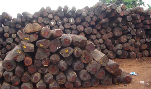 Trafic de bois : Une dizaine de camions gambiens et des centaines de troncs saisis par l'Armée