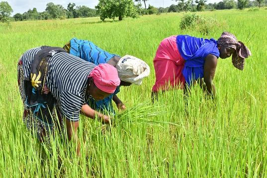 Le Sénégal lance le PASS, un programme de 150 milliards de FCFA pour renforcer la souveraineté alimentaire Le Sénégal lance le PASS, un programme de 150 milliards de FCFA pour renforcer la souveraineté alimentaire