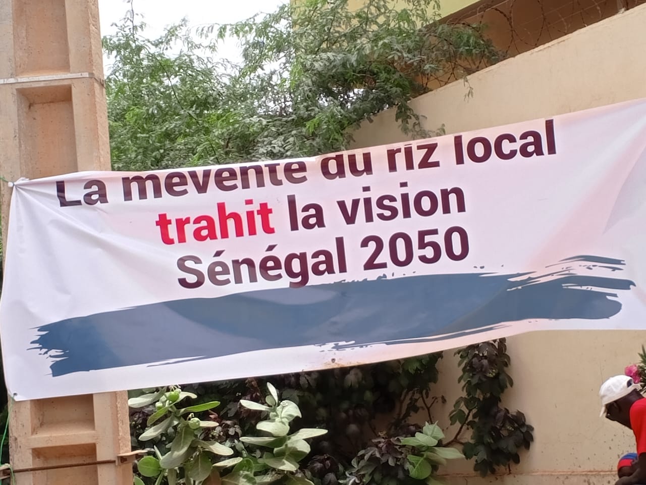 Ross-Béthio : marche contre la mévente du riz local, les producteurs réclament le départ du ministre Sérigne Guèye Diop