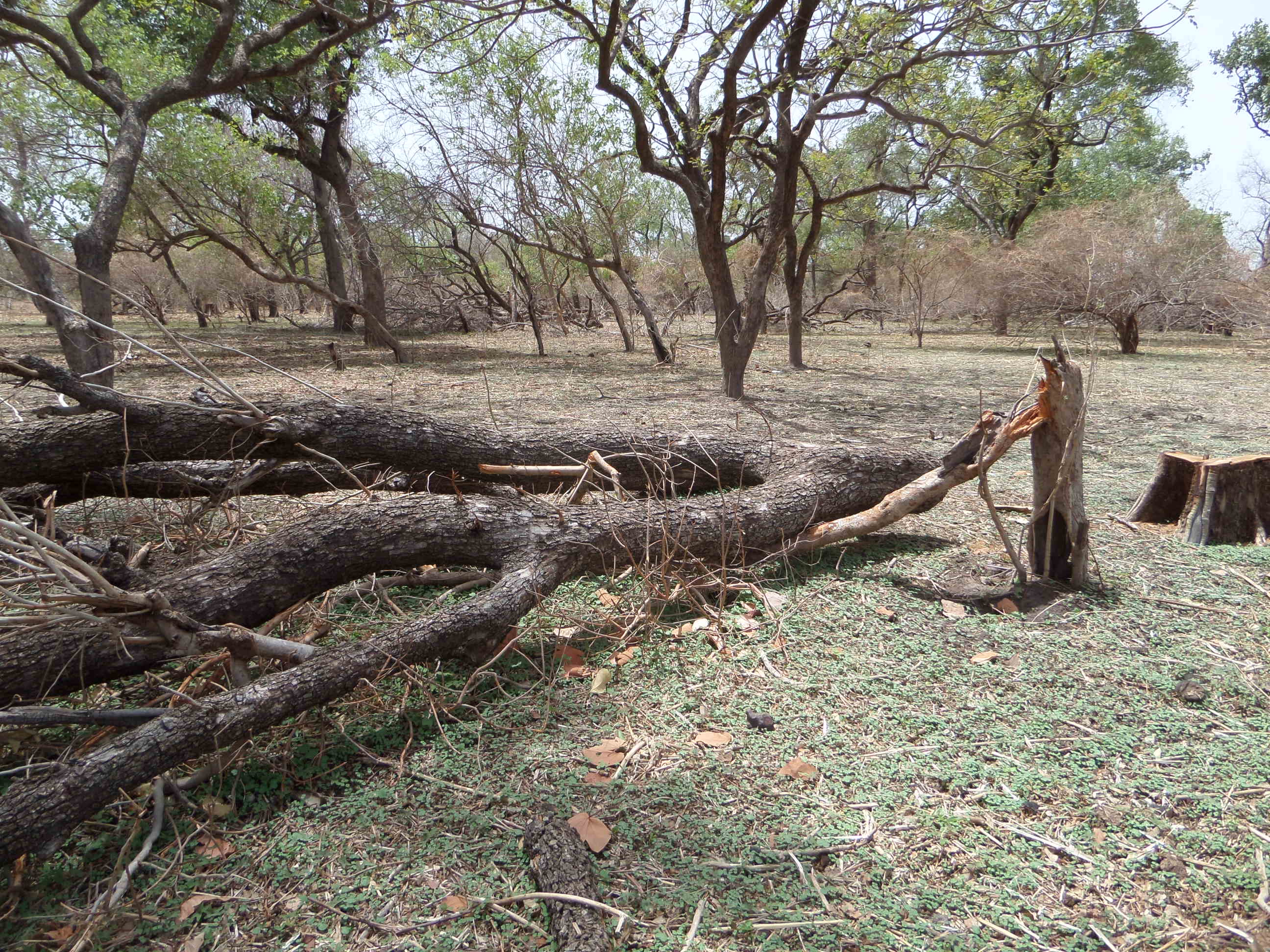 Photos: Fandana: Les trafiquants de bois s’attaquent à un cimetière