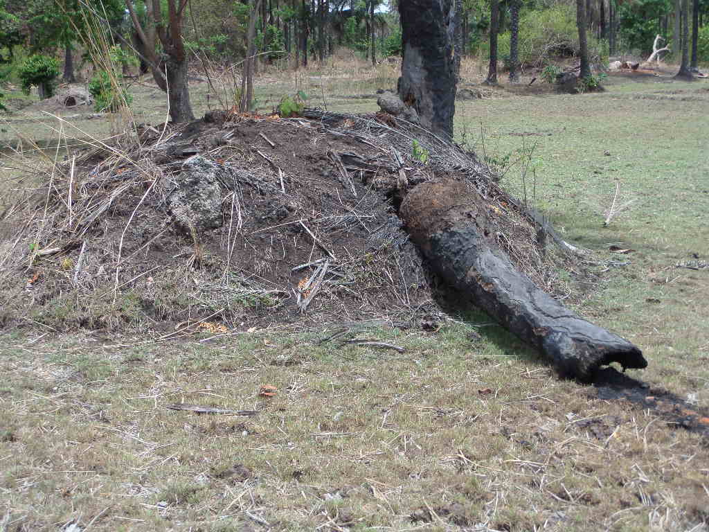 Lutte contre le trafic du bois à Bignona : 112 personnes interpellées et un impressionnant lot de matériels saisi