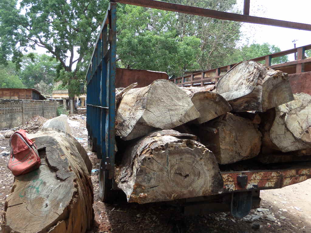 Voici les camions des traficants gambiens saisis par les agents des eaux et forêts de Bignona