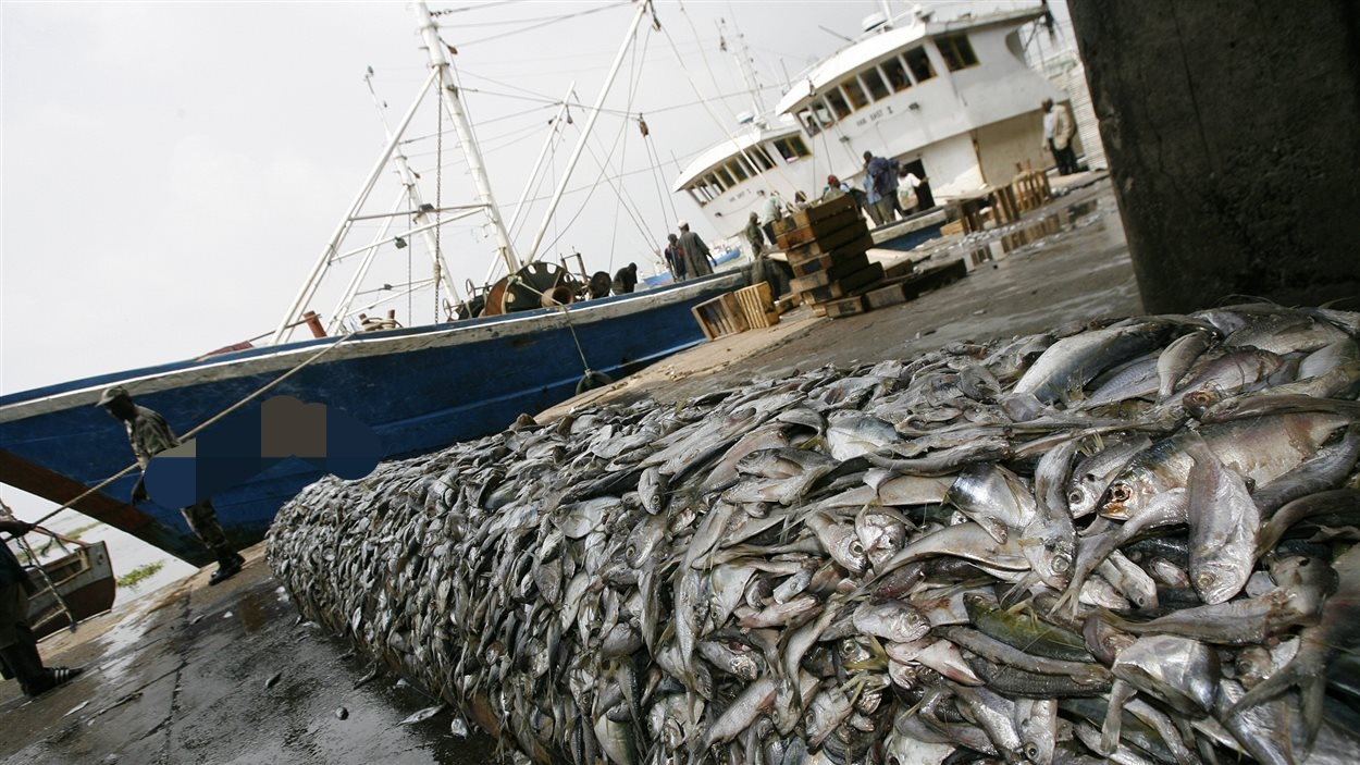 Licences de pêche industrielle : le Parlement sénégalais lance une enquête sur leur attribution