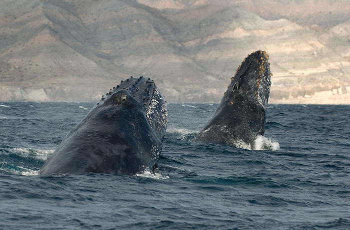Un photographe a immortalisé des images incroyables de baleines et de dauphins pendant 25 ans... 18 photos à couper le souffle !
