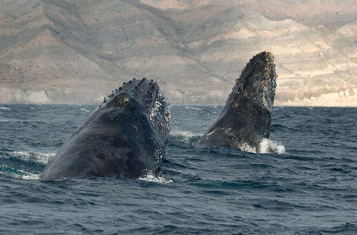 Un photographe a immortalisé des images incroyables de baleines et de dauphins pendant 25 ans... 18 photos à couper le souffle !