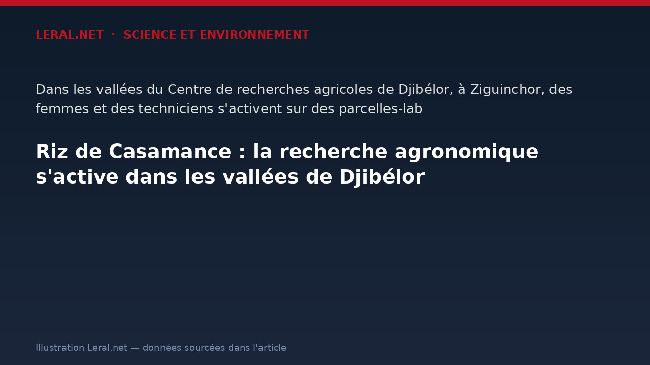 Riz de Casamance : la recherche agronomique s'active dans les vallées de Djibélor