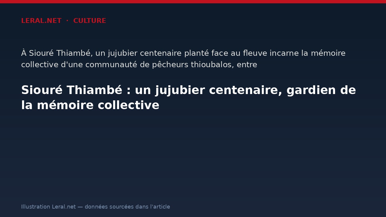Siouré Thiambé : un jujubier centenaire, gardien de la mémoire collective