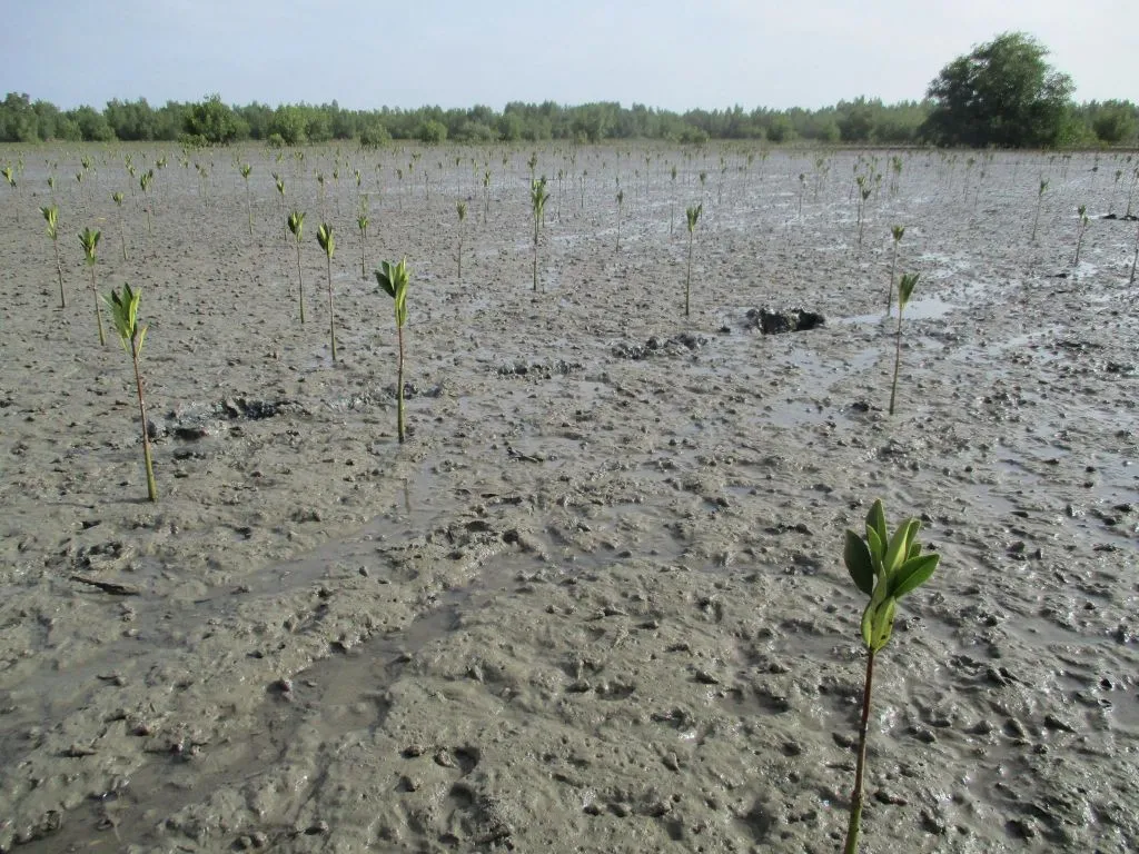 Bignona : un camp communautaire pour restaurer 10 hectares de mangrove à Suelle