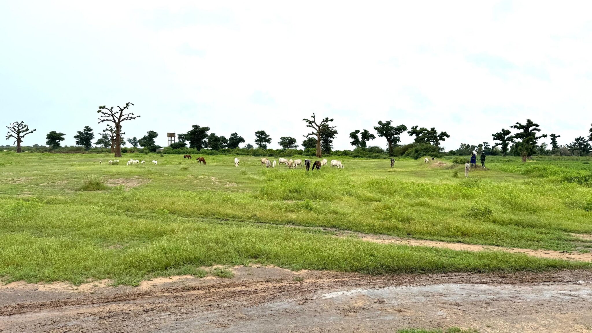 Ndingler : après le conflit foncier, l’urgence de remettre les 80 hectares en culture