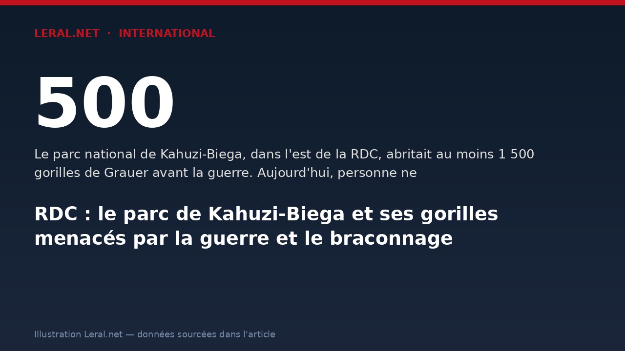 RDC : le parc de Kahuzi-Biega et ses gorilles menacés par la guerre et le braconnage