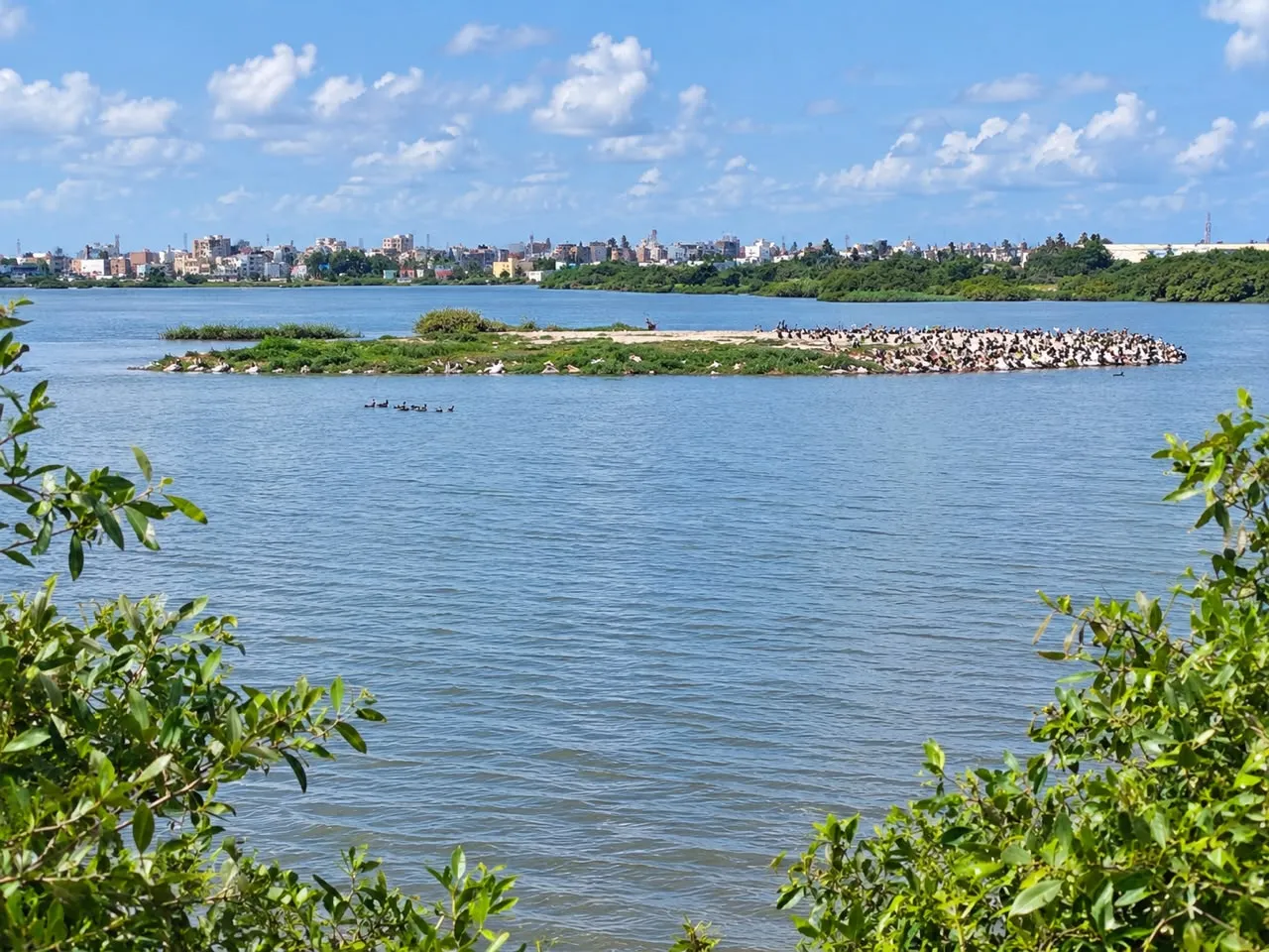 Réserve naturelle de la Grande Niaye du Technopole : un espace de biodiversité menacé par la pollution