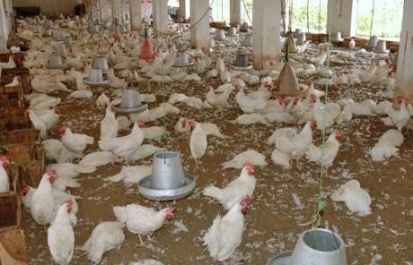 Particulier Vend Un Poulailler à Bambilor