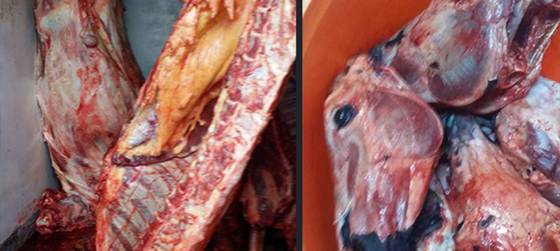 Saisie de viande d’âne à Dahra Djolof : Deux Chinois entre les mains de la Gendarmerie