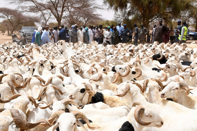 Tabaski 2026 : le ministre de l'Elevage annonce un objectif de 900 000 moutons largement dépassé