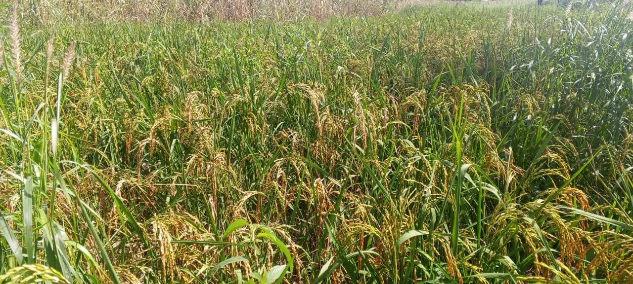 Kaolack : le riz pluvial gagne du terrain dans le bassin arachidier
