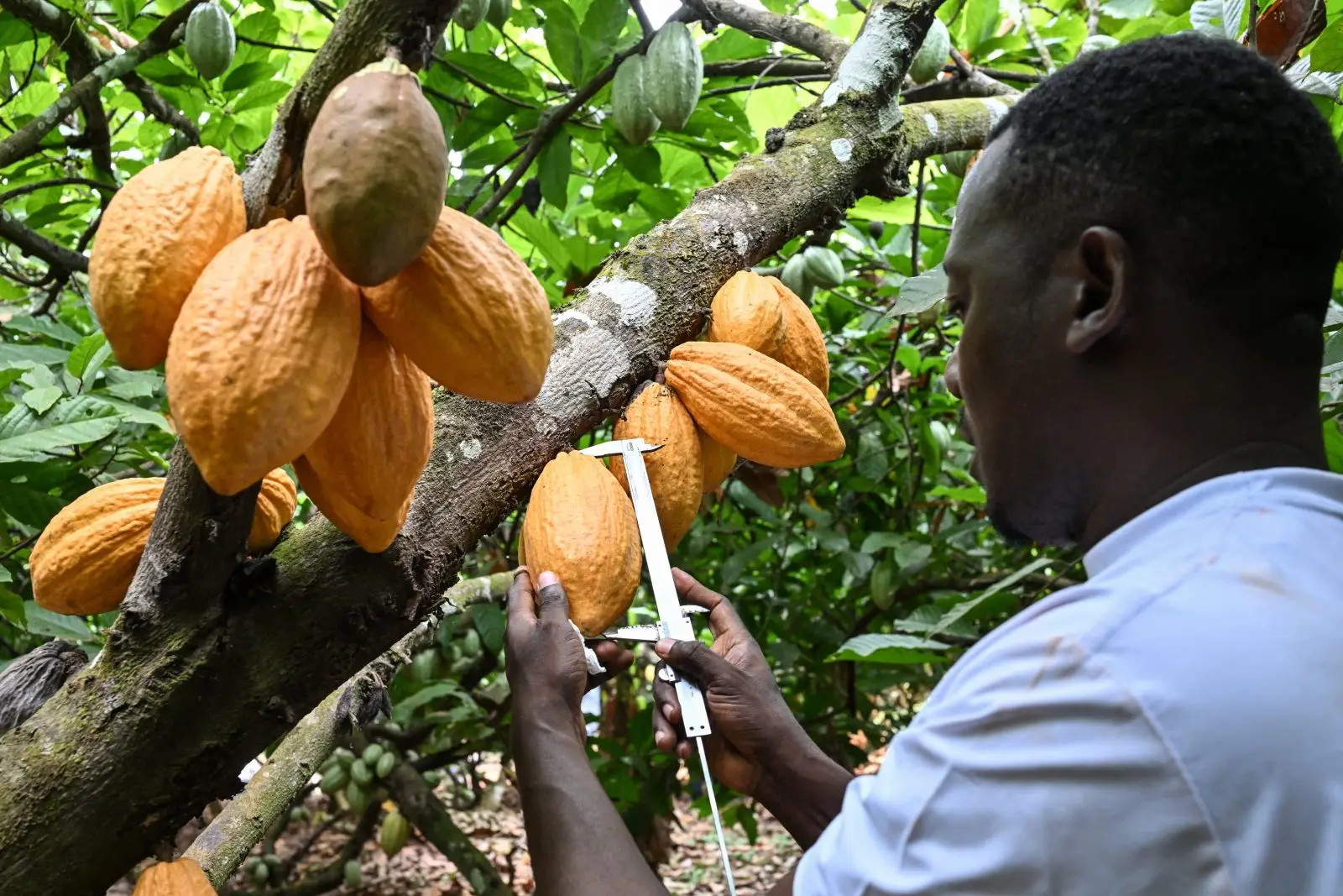 Côte d'Ivoire : des chercheurs mettent au point un cacao plus résistant au changement climatique