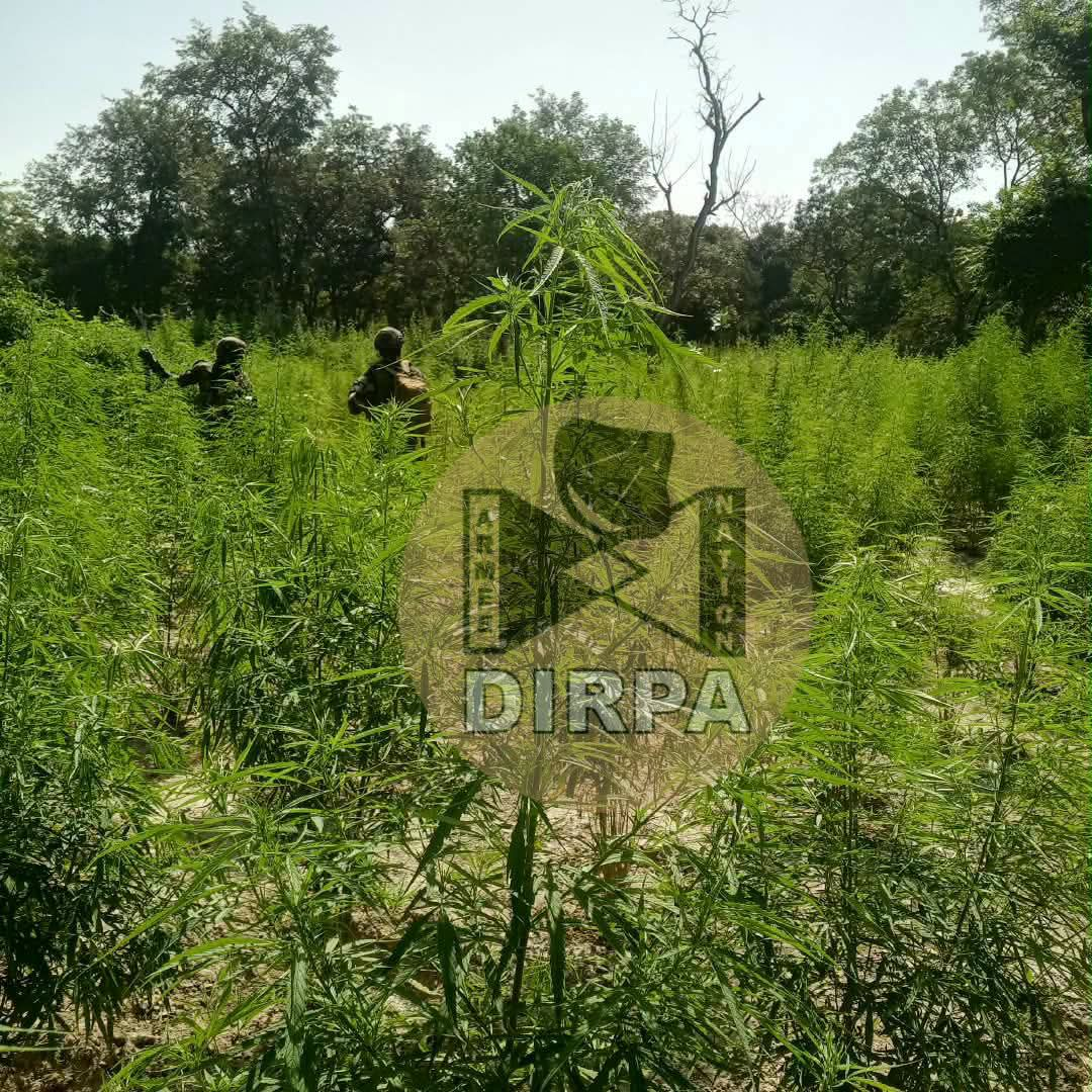 Nord Sindian : sept champs de chanvre indien détruits par l'armée à Tandine