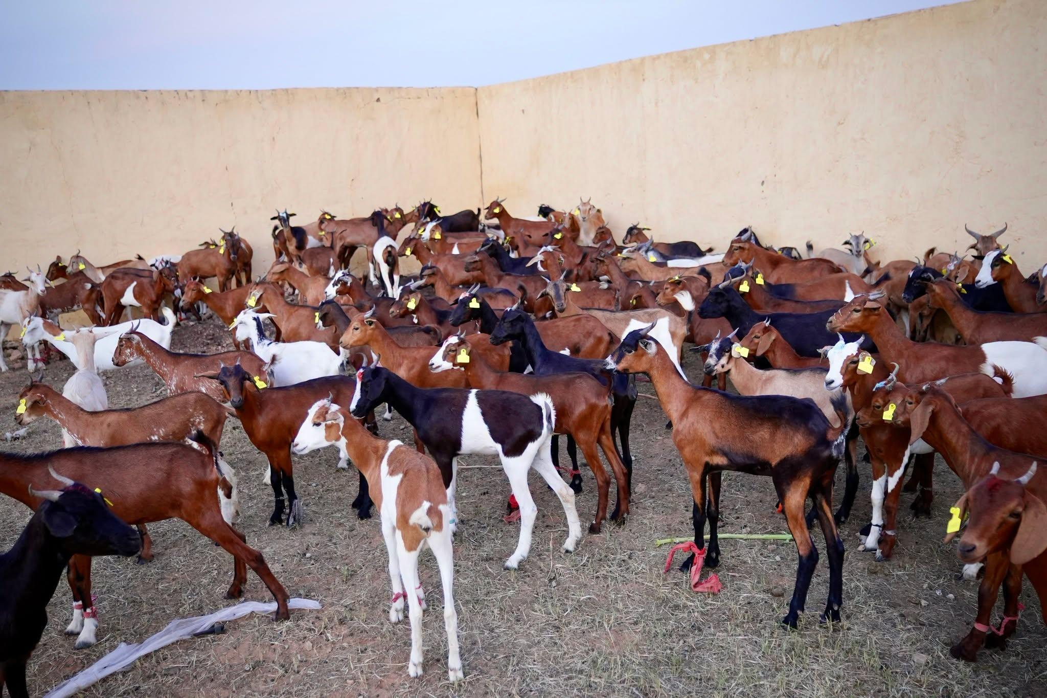 Koungheul : la HAW remet les premières chèvres du projet de waqf agricole WAPEC