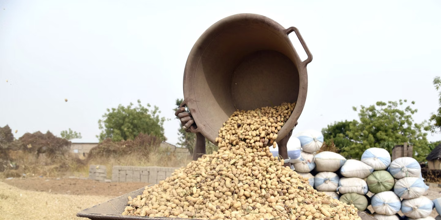 Campagne agricole 2026-2027 : le gouvernement veut mieux articuler production et commercialisation