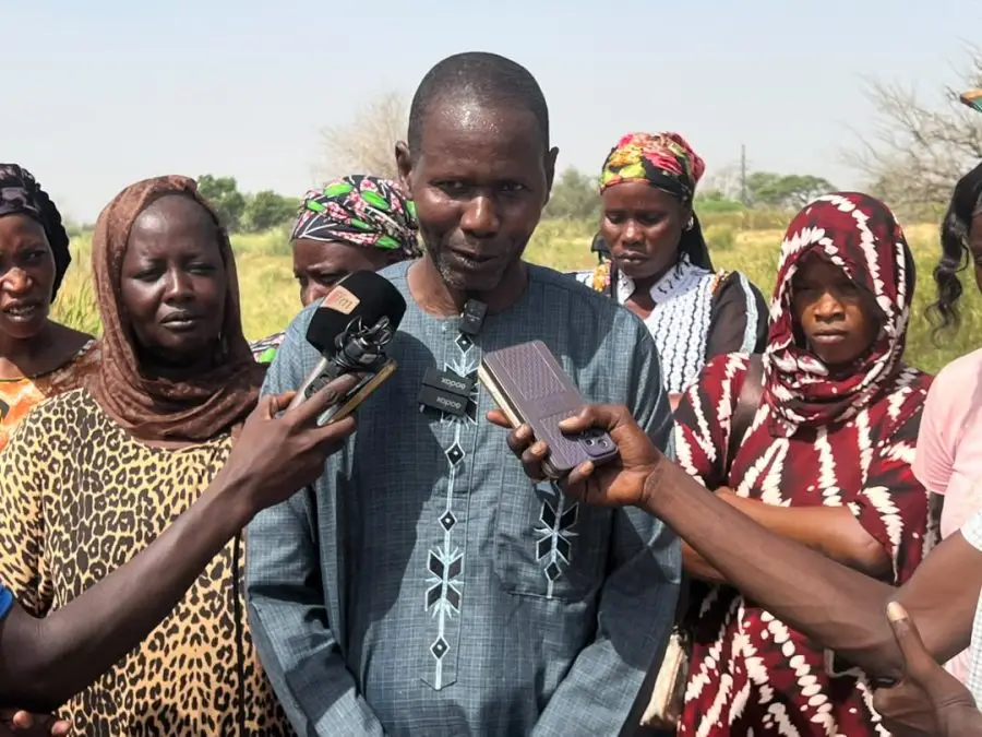 Louga : une mission nationale évalue huit nouvelles variétés de niébé auprès des producteurs