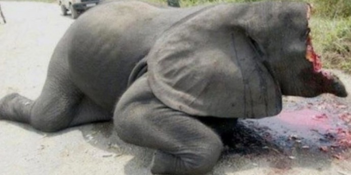 Une pétition pour interdire le commerce cruel de l'ivoire