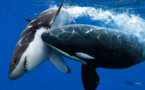 Les plus redoutables prédateurs du monde sous-marin - Documentaire animalier