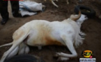 Vidéo - Un mouton d’une valeur de 700 000 FCfa meurt électrocuté