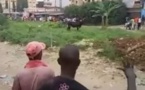 (Vidéo)-Tabaski 2016 : un bœuf refusait de mourir aussi facilement